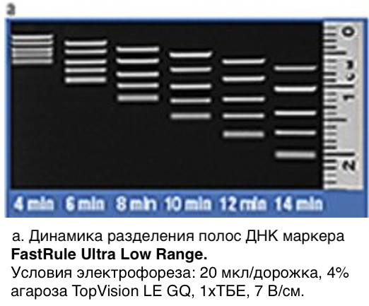 Маркер длин ДНК FastRuler Ultra Low Range, 5 фрагментов от 10 до 200 п.н., готовый к применению, Thermo FS