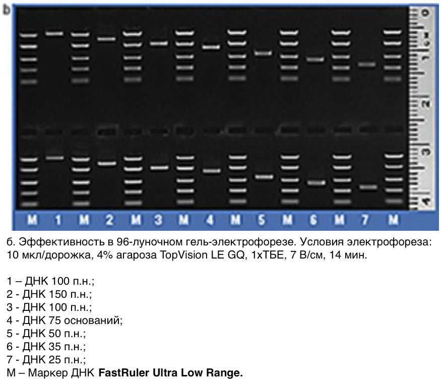 Маркер длин ДНК FastRuler Ultra Low Range, 5 фрагментов от 10 до 200 п.н., готовый к применению, Thermo FS