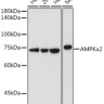 Антитела [KO Validated] AMPKα2 кроличьи, поликлональные, ABclonal