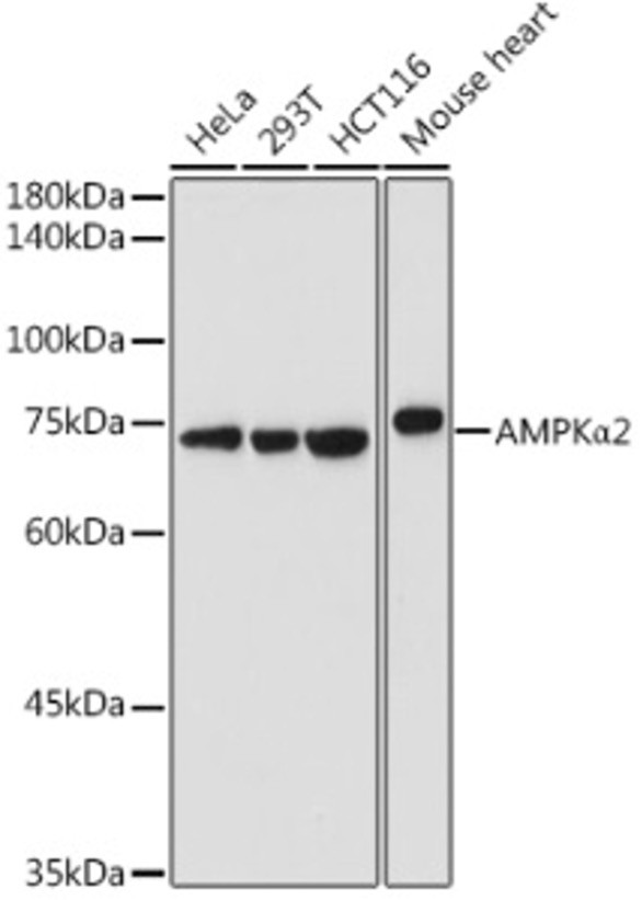 Антитела [KO Validated] AMPKα2 кроличьи, поликлональные, ABclonal