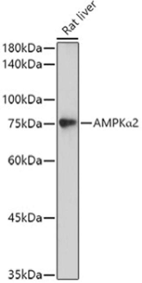 Антитела [KO Validated] AMPKα2 кроличьи, поликлональные, ABclonal