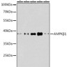 Антитела [KO Validated] AMPKβ1 кроличьи, поликлональные, ABclonal