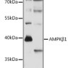 Антитела [KO Validated] AMPKβ1 кроличьи, поликлональные, ABclonal