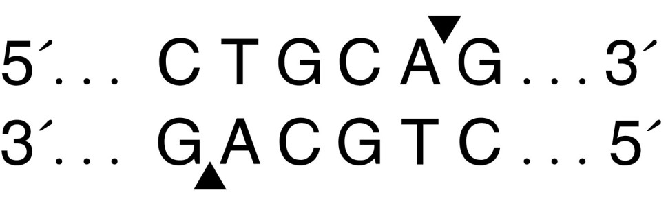 Эндонуклеаза рестрикции PstI, 10 0000 ед/мл, New England Biolabs