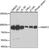 Антитела [KO Validated] ANAPC5 кроличьи, поликлональные, ABclonal