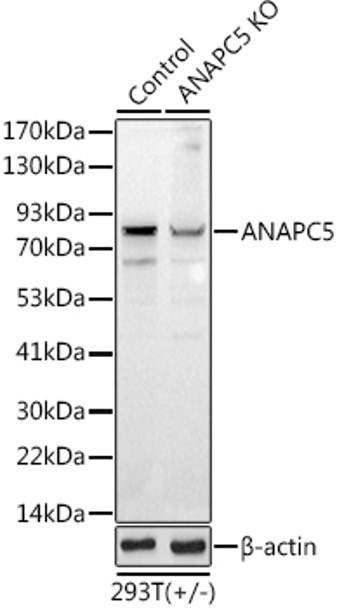 Антитела [KO Validated] ANAPC5 кроличьи, поликлональные, ABclonal