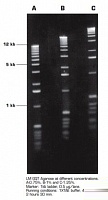 Агароза, низкий EEO, LM, легкоплавкая, Genetic Quality Tested, diaGene