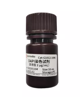 ДАПИ/DAPI, раствор, 2 мг/мл, готовый к использованию, (2μg/mL, Ready to Use), Servicebio, Китай