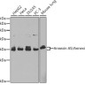 Антитела [KO Validated] Annexin A5/Annexin V кроличьи, поликлональные, ABclonal