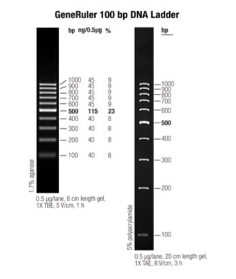 Маркер длин ДНК GeneRuler 100 bp, 10 фрагментов от 100 до 1000 п.н., 0,5 мкг/мкл, Thermo FS