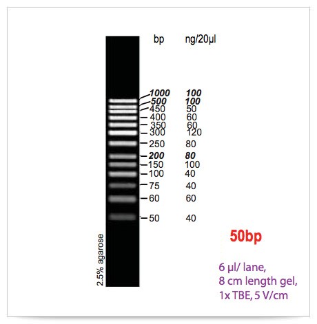 Маркер длин ДНК GeneRuler 50 bp, 13 фрагментов от 50 до 1000 п.н., 0,5 мкг/мкл, Thermo FS