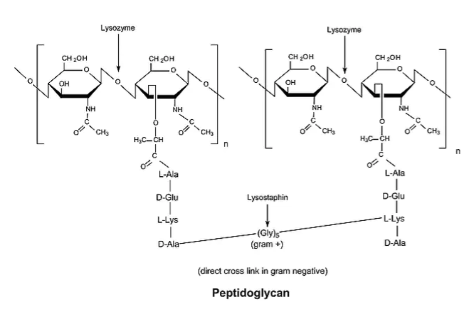 Лизоцим из яичного белка, For Molecular Biology, CDH