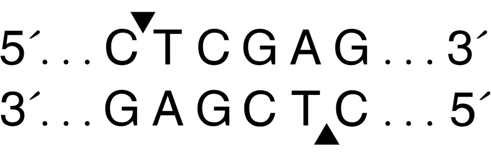 Эндонуклеаза рестрикции XhoI, 20 000 ед/мл, New England Biolabs