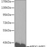 Антитела [KO Validated] APEX1/APE1 кроличьи, поликлональные, ABclonal
