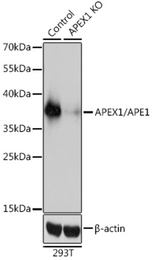 Антитела [KO Validated] APEX1/APE1 кроличьи, поликлональные, ABclonal