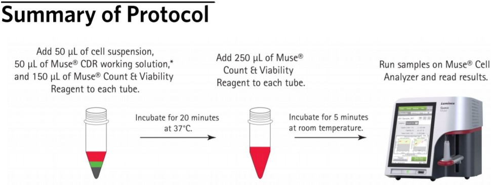 Реагент для диссоциации клеток перед подсчетом Muse Cell Dispersal Reagent, 100 тестов, Luminex