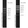 Маркер длин ДНК High DNA Mass Ladder, 6 фрагментов от 1000 до 10 000 п.н., 0,13 мкг/мкл, Thermo FS