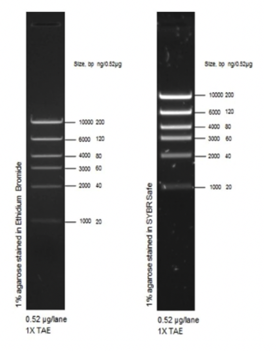 Маркер длин ДНК High DNA Mass Ladder, 6 фрагментов от 1000 до 10 000 п.н., 0,13 мкг/мкл, Thermo FS