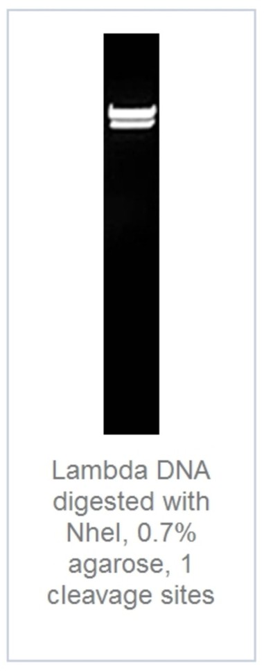 Эндонуклеаза рестрикции NheI Fast Digest для ускоренного гидролиза ДНК, Fermentas, Thermo FS