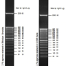 Маркер длин ДНК TrackIt 50 bp DNA Ladder, 17 фрагментов от 50 до 2500 п.н.; готовый к применению; 0,1 мкг/мкл, Thermo FS