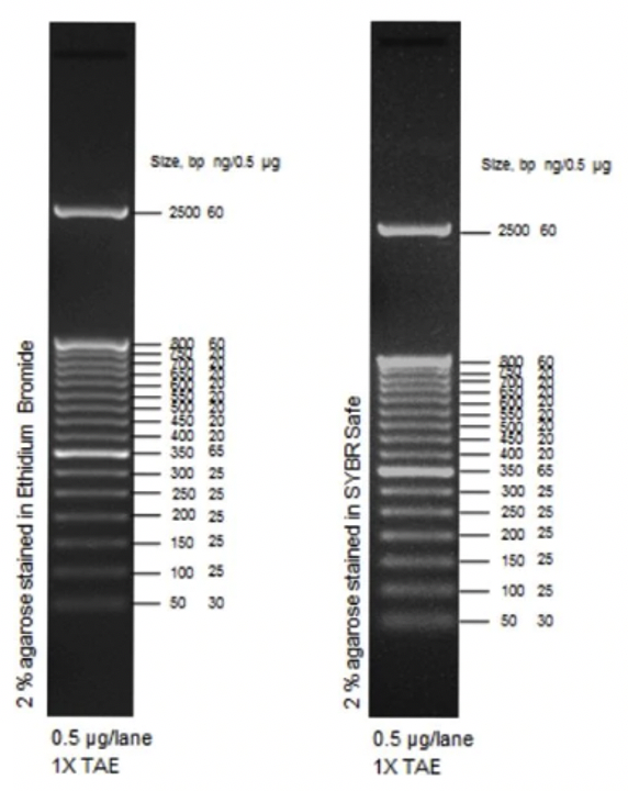 Маркер длин ДНК TrackIt 50 bp DNA Ladder, 17 фрагментов от 50 до 2500 п.н.; готовый к применению; 0,1 мкг/мкл, Thermo FS