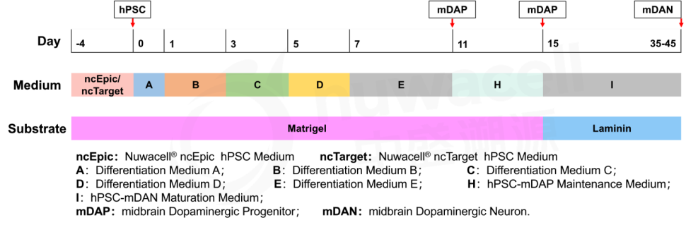 Набор для дифференцировки иПСК в дофаминэргические нейроны Nuwacell hPSC-Dopaminergic Neuron Differentiation Kit, Nuwacell, Китай