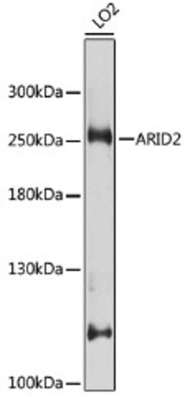 Антитела [KO Validated] ARID2 кроличьи, поликлональные, ABclonal