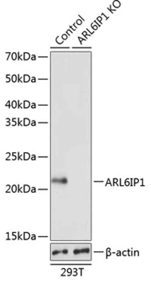 Антитела [KO Validated] ARL6IP1 кроличьи, поликлональные, ABclonal