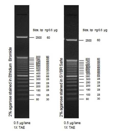 Маркер длин ДНК, 50 bp, 17 фрагментов от 50 до 2500 п.н., 0,5 мкг/мл, Thermo FS