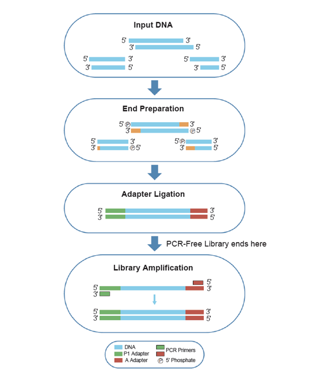 Набор для подготовки NGS библиотек VAHTS Universal DNA Library Prep Kit for Ion Torrent V2, Vazyme, Китай