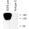 Антитела anti-EGFR antibody, мышиные моноклональные, Arigobio