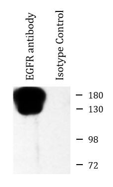 Антитела anti-EGFR antibody, мышиные моноклональные, Arigobio