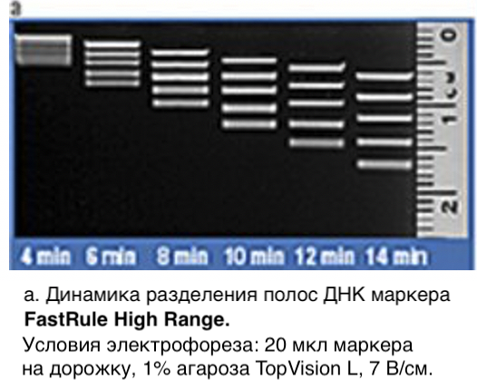 Маркер длин ДНК, FastRuler High Range, 5 фрагментов от 500 до 10000 п.н., готовый к применению, Thermo FS